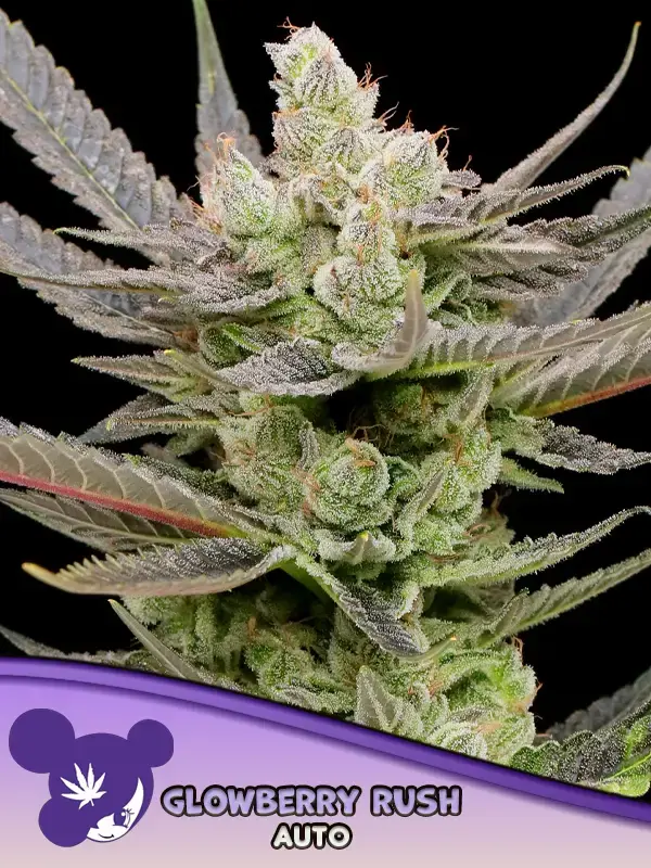 Glowberry Rush Auto