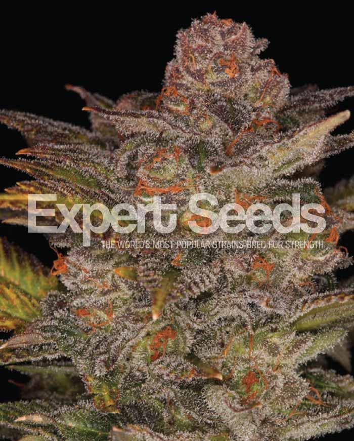 Glueberry Auto
