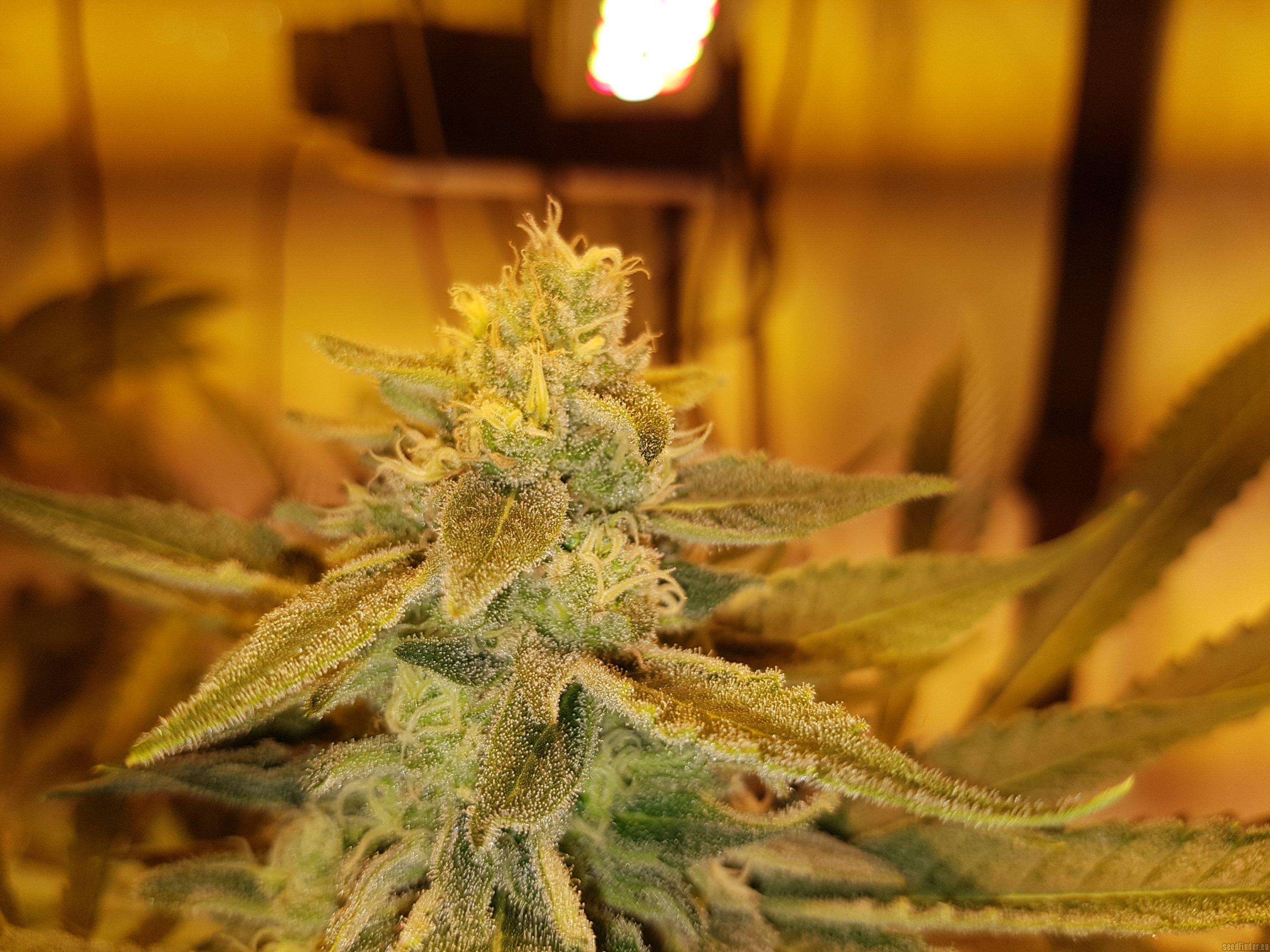 Glueberry OG
