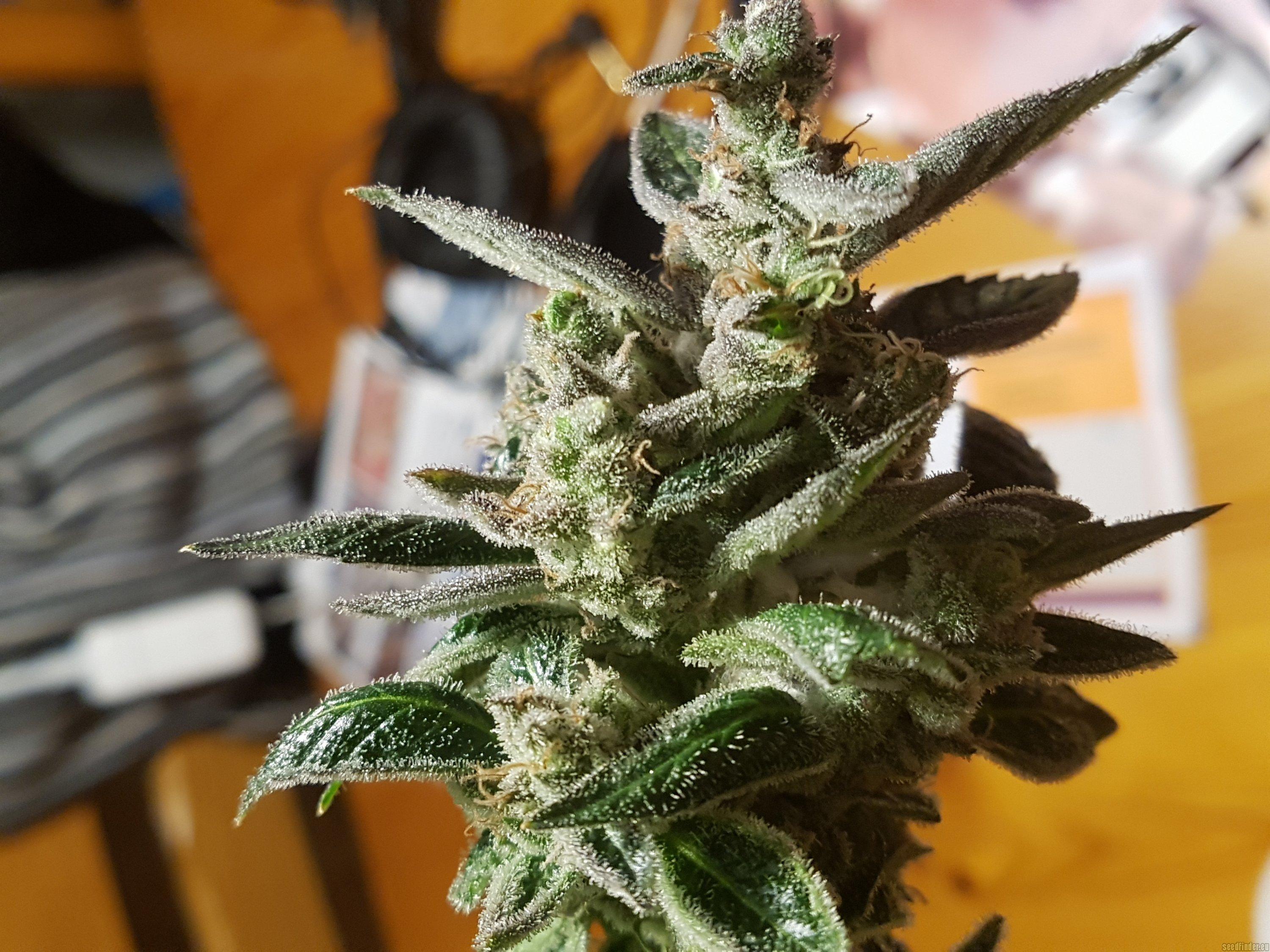 Gold Bar Kush