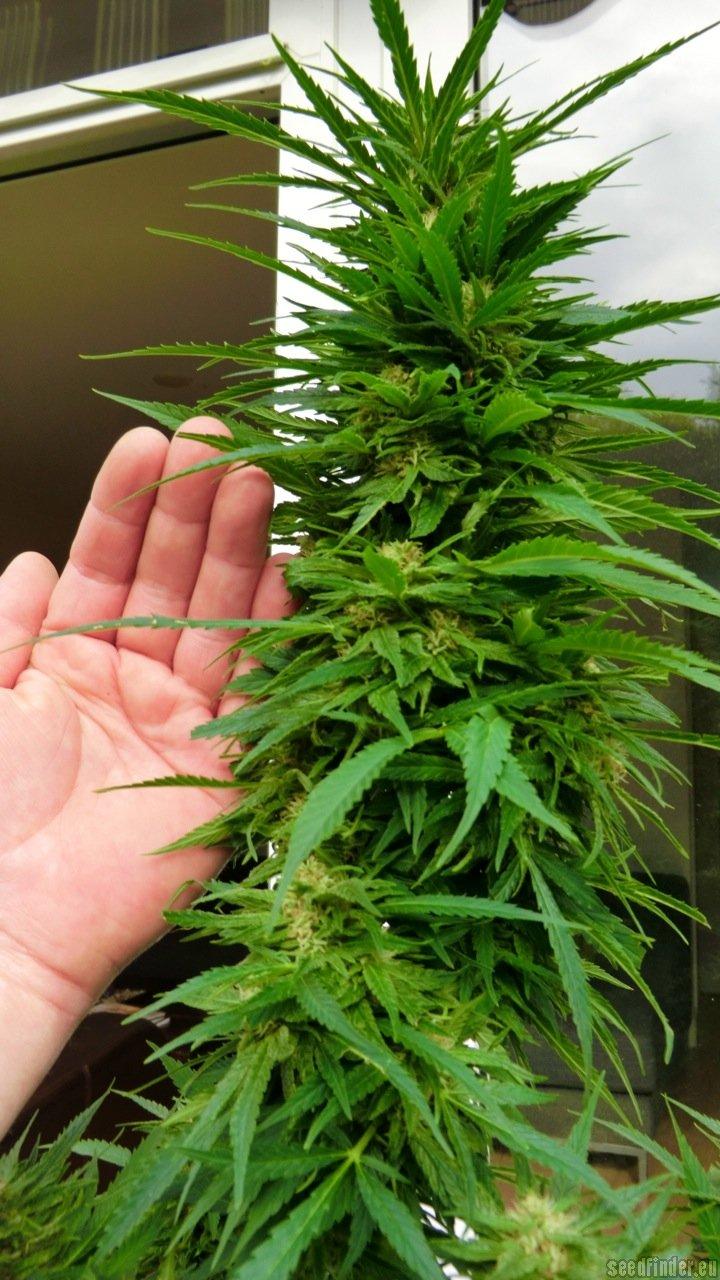 Gold Rush Outdoor