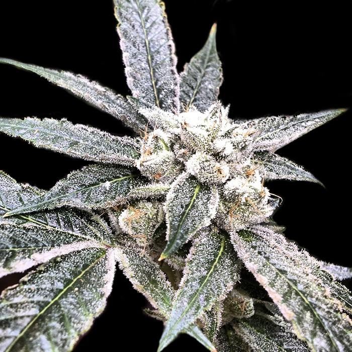 Goldenberry