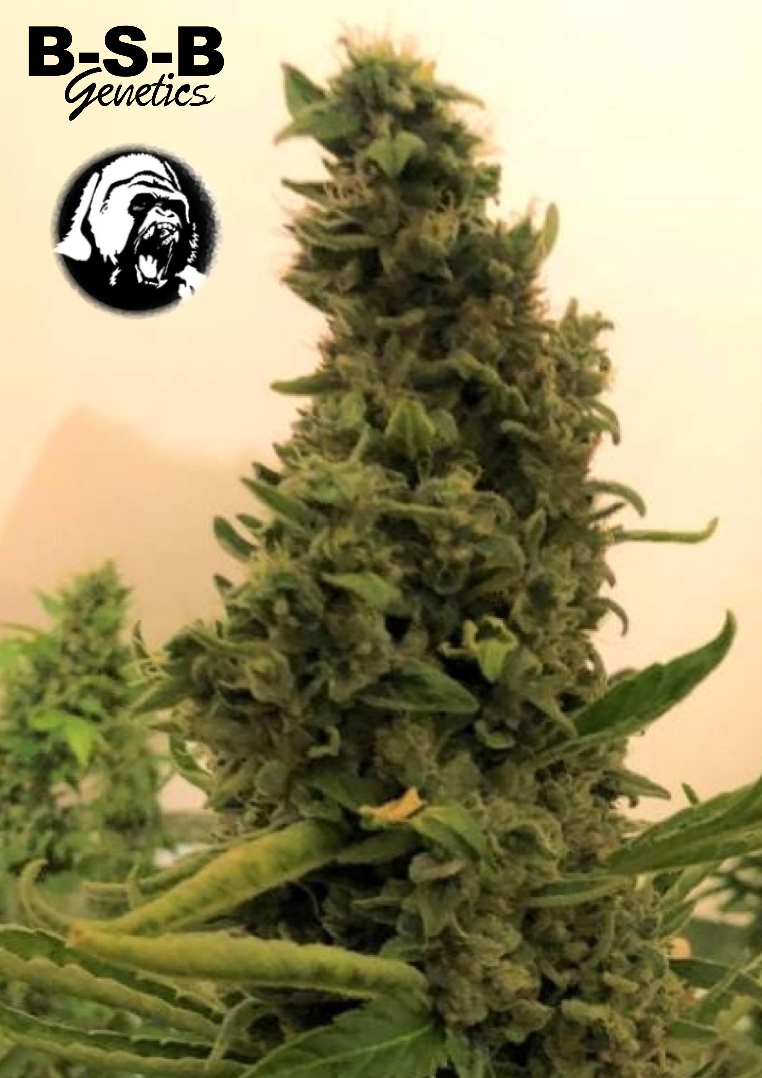 Gorilla #4 Auto