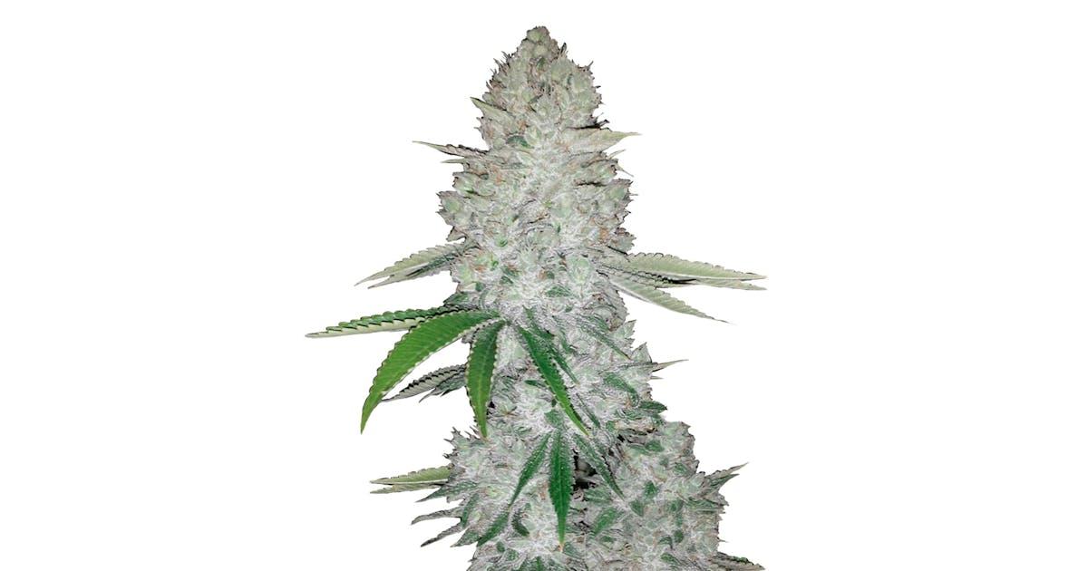 Gorilla Auto