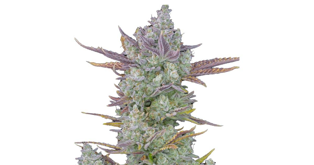 Gorilla Cookies Auto
