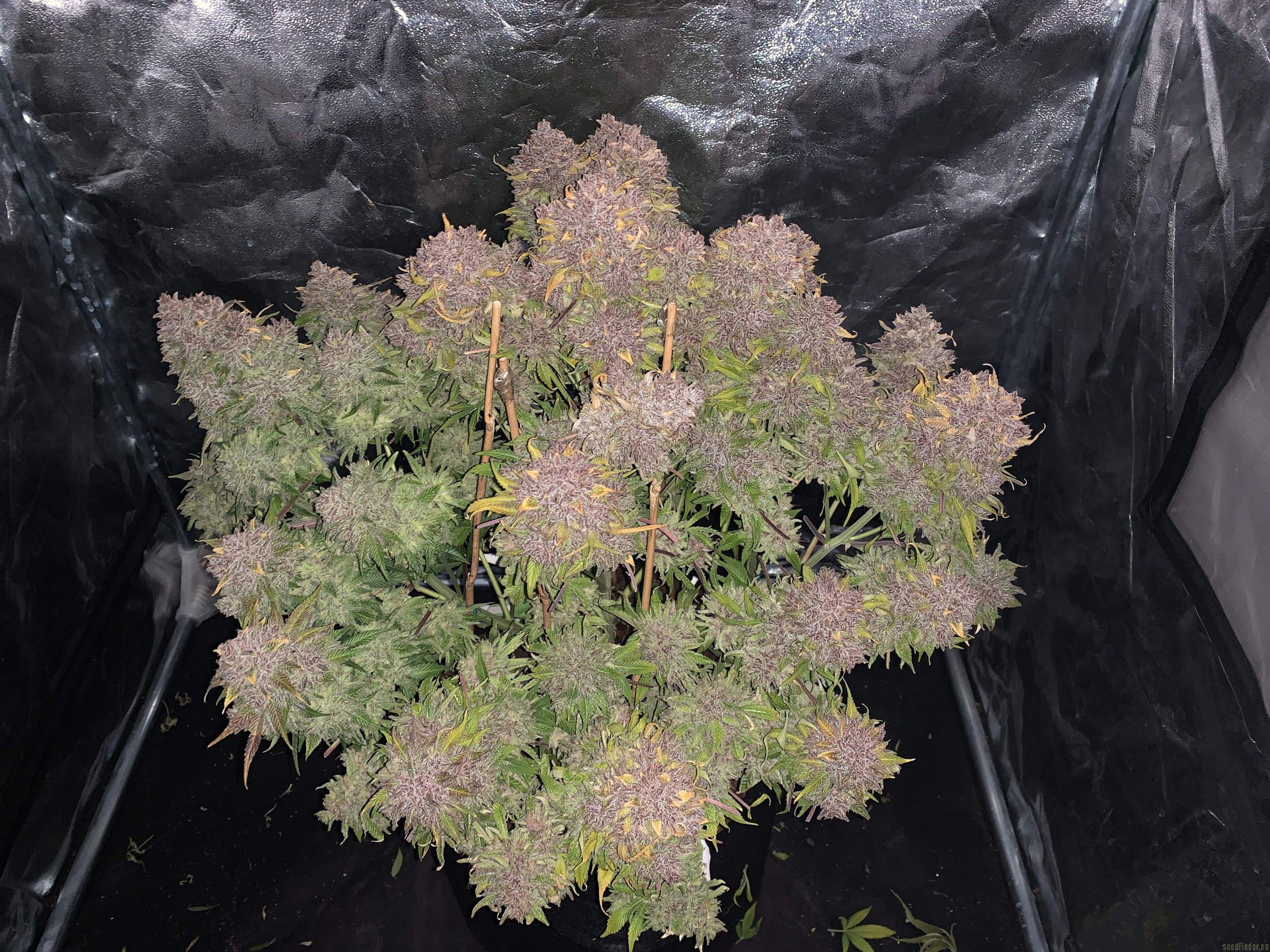Gorilla Cookies Auto
