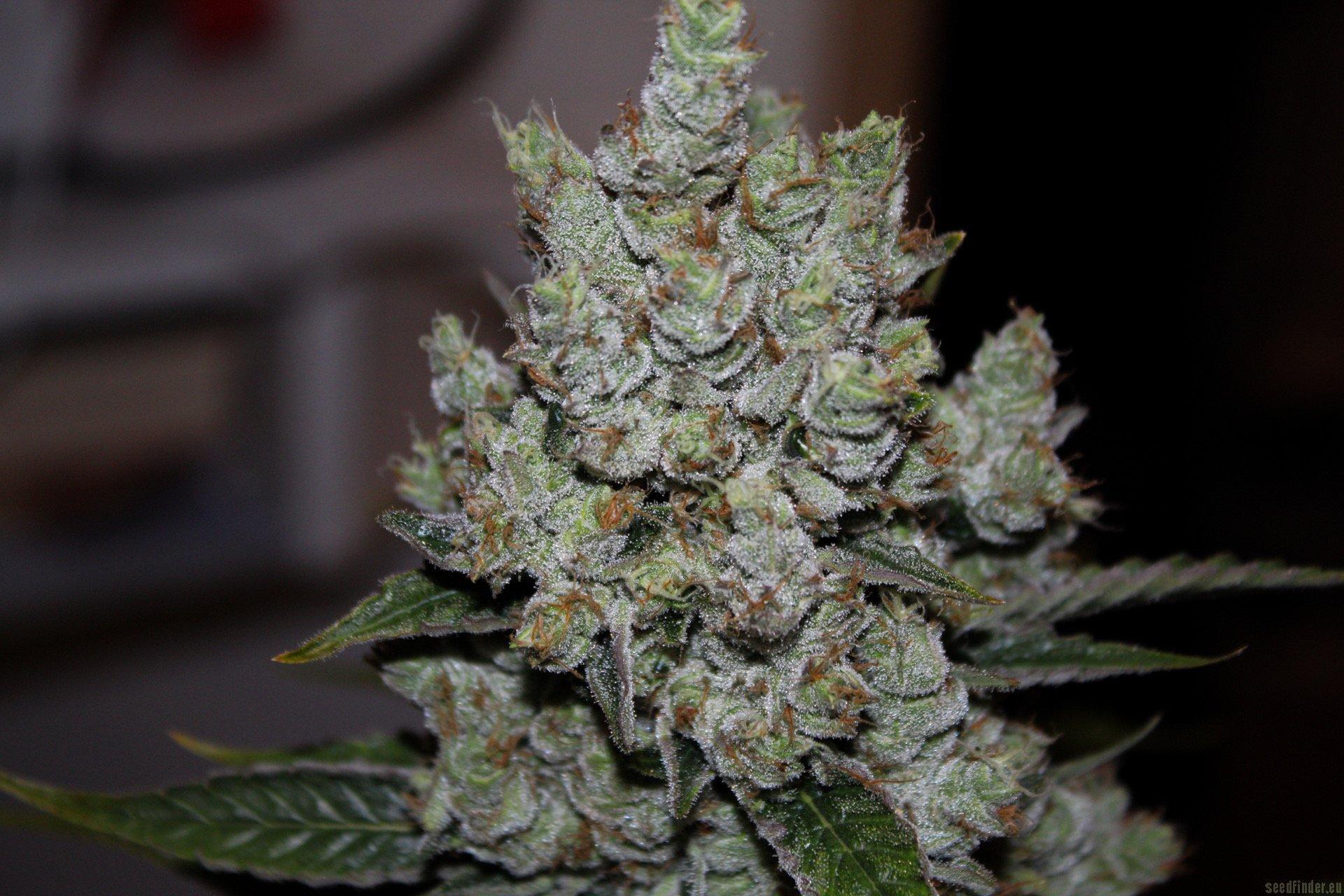 Gorilla Cookies