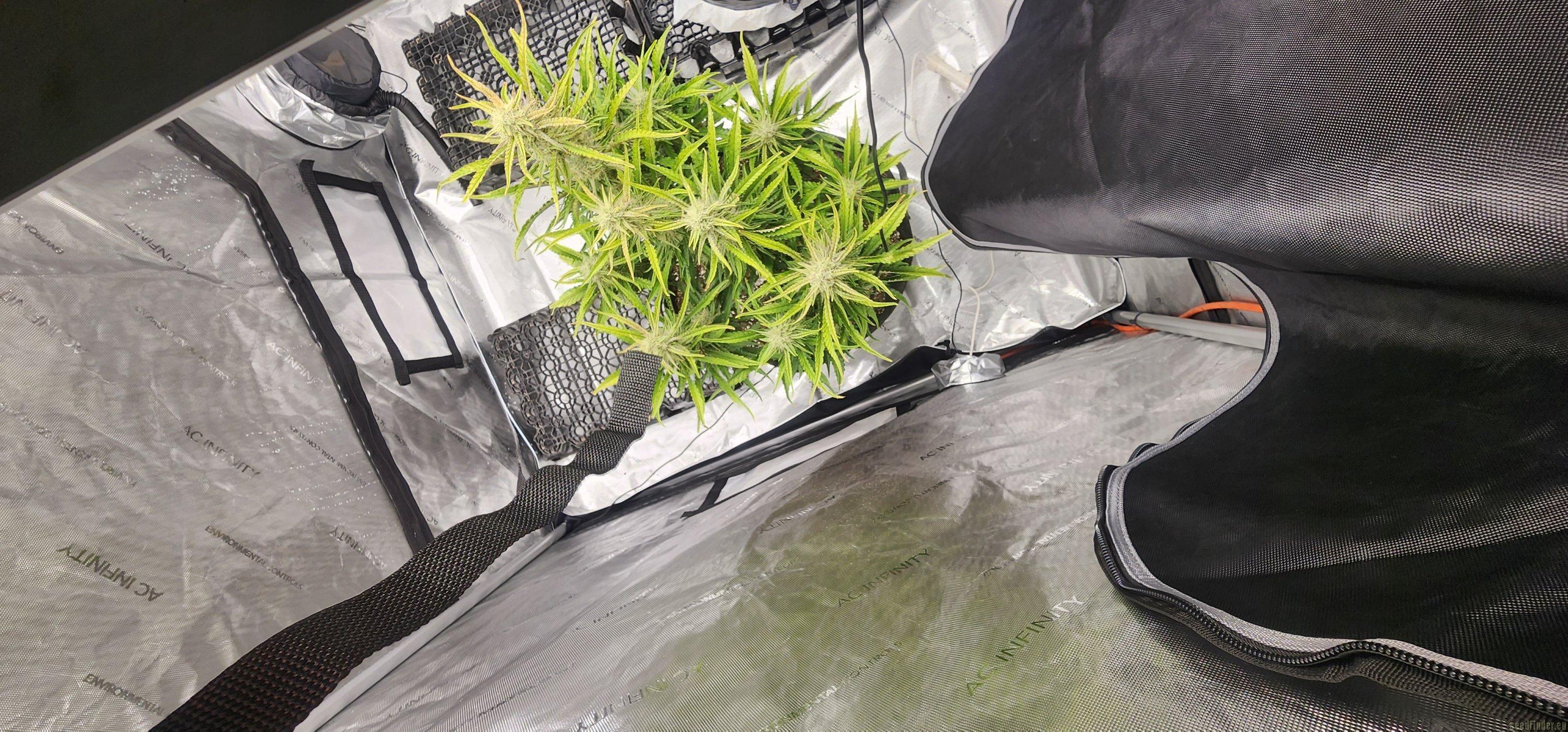 Gorilla Girl XL Auto