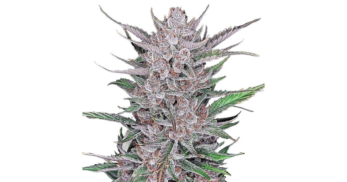 Gorilla Punch Auto