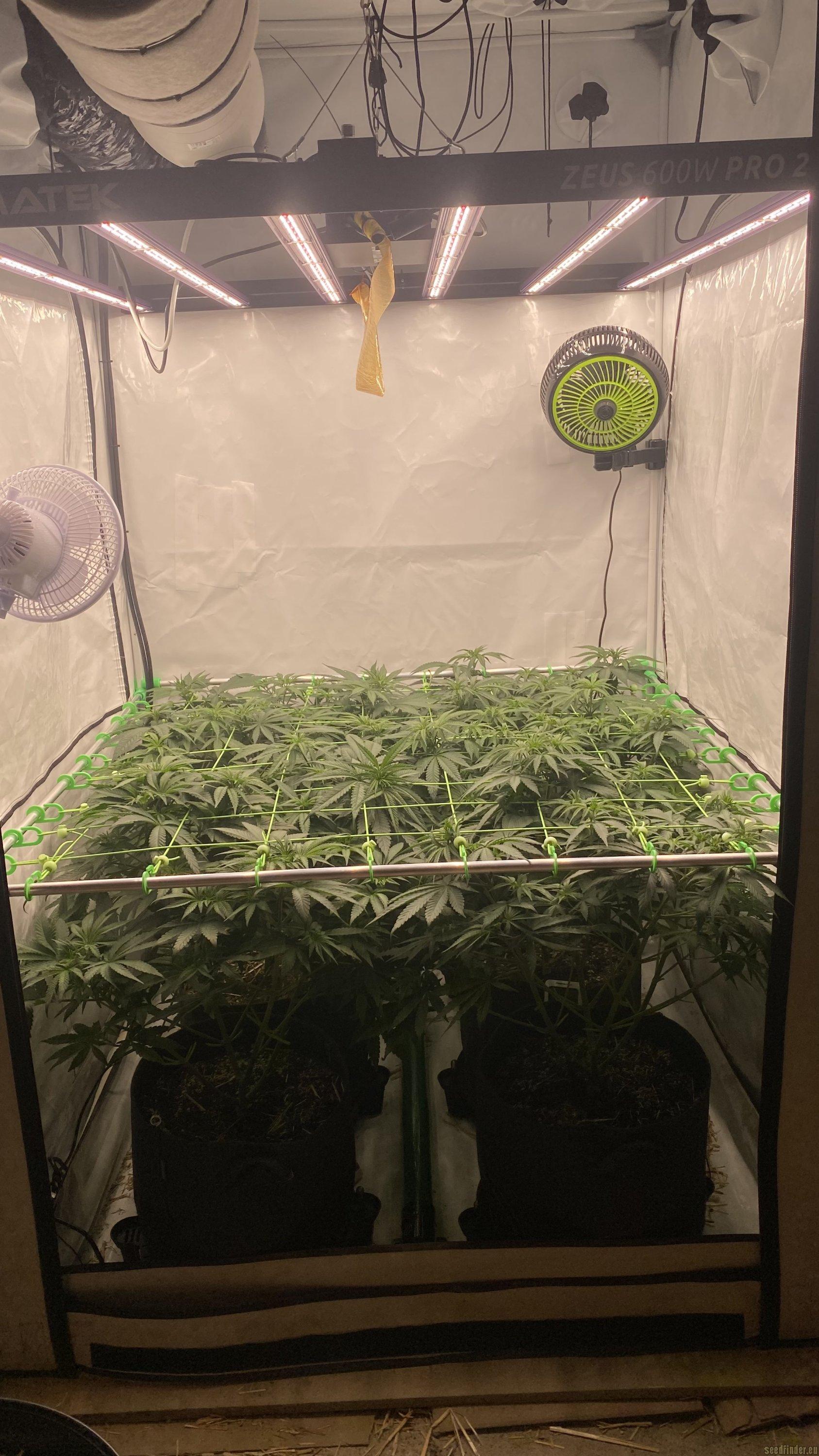 Gorilla SFV OG
