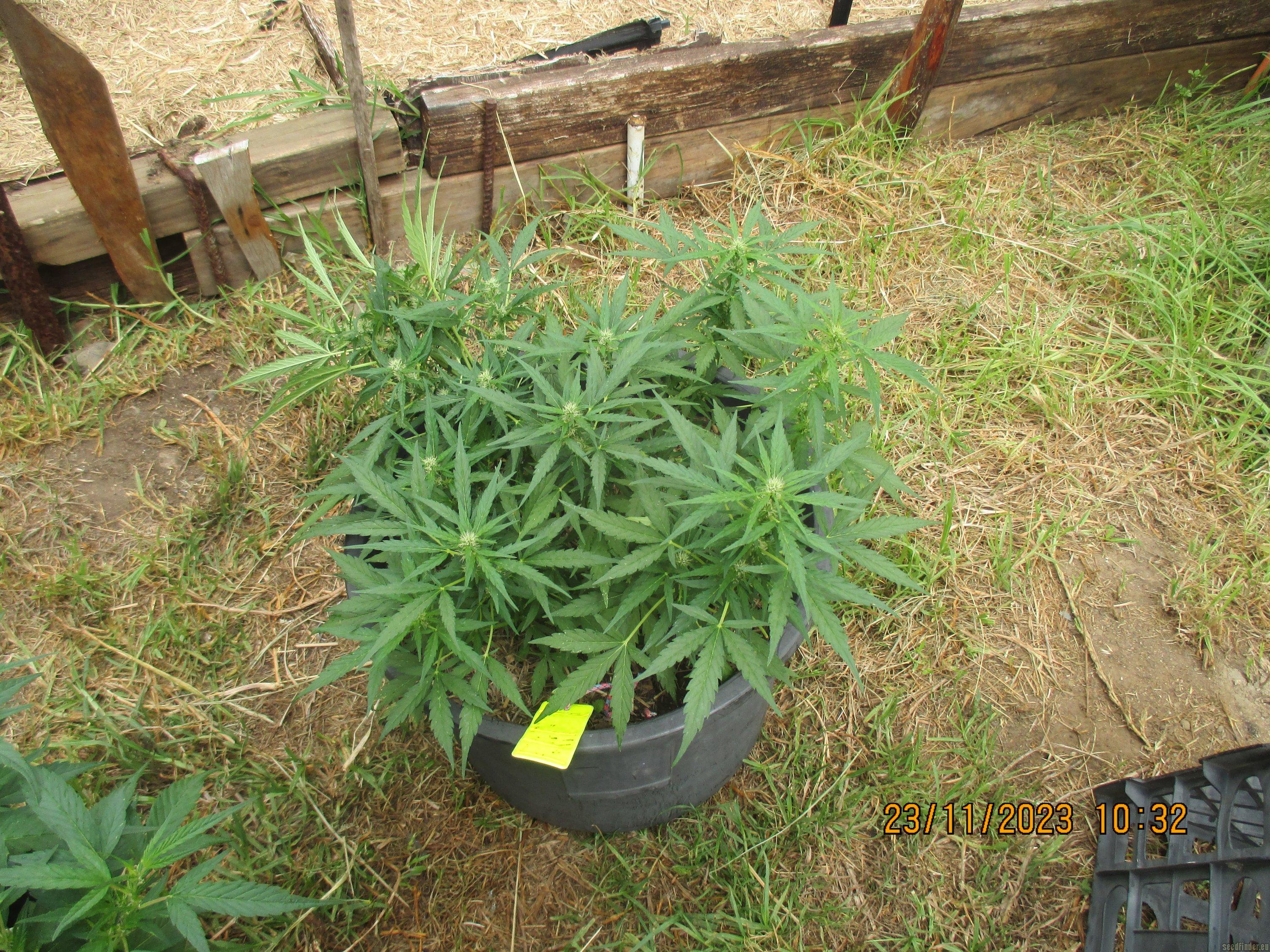 Gorilla Zkittlez Auto