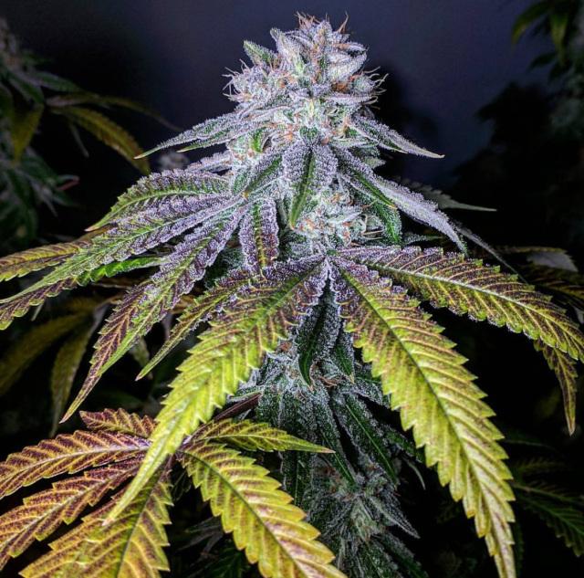 Grand Dude #8