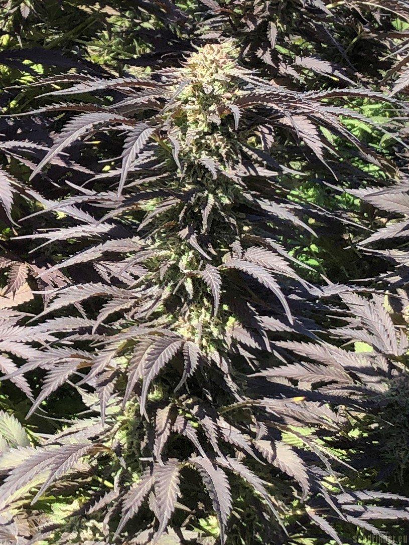 Grandaddy Black