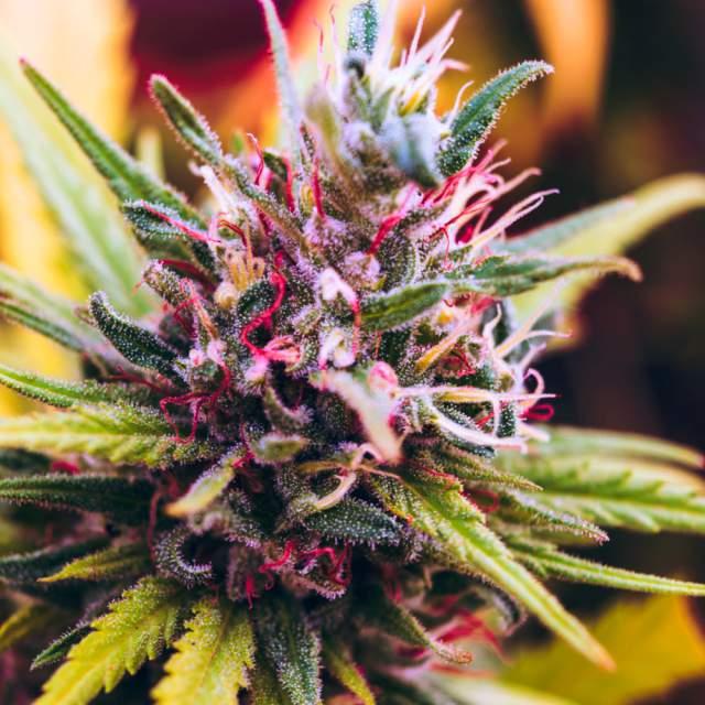 Grandaddy Purple