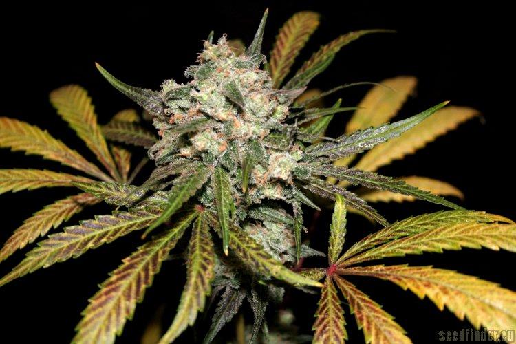 Granddaddy Purple