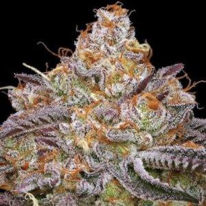 Granny Candy