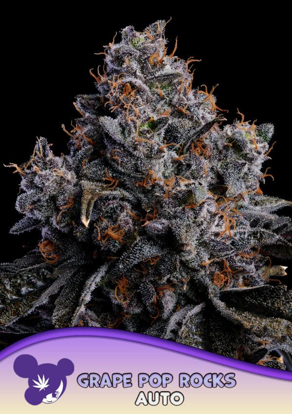 Grape Pop Rocks Auto