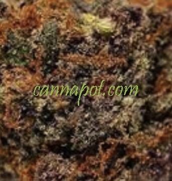 Grape Zkittlez