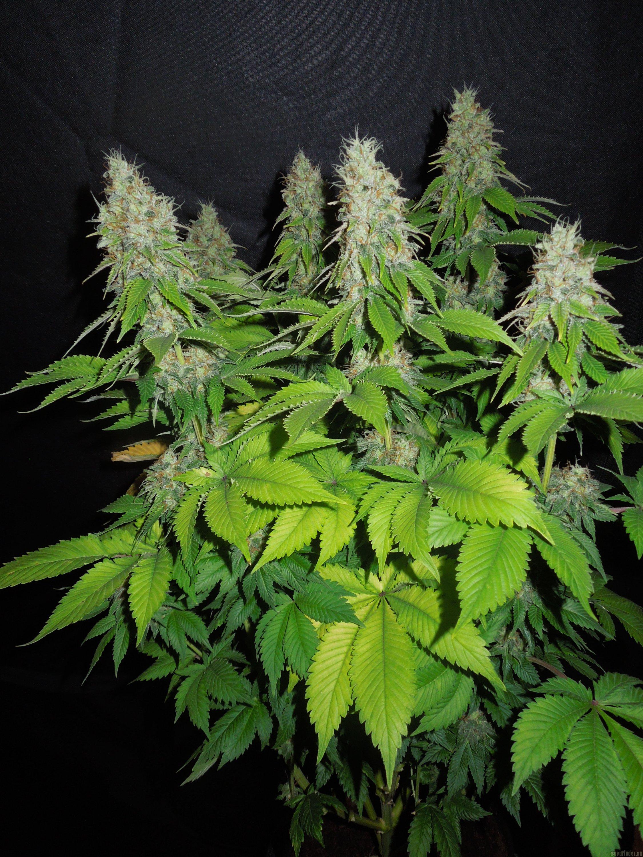 Grapefruit Diesel