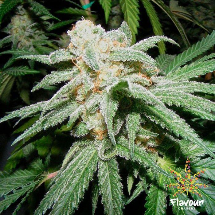 Grapefruit Tangie
