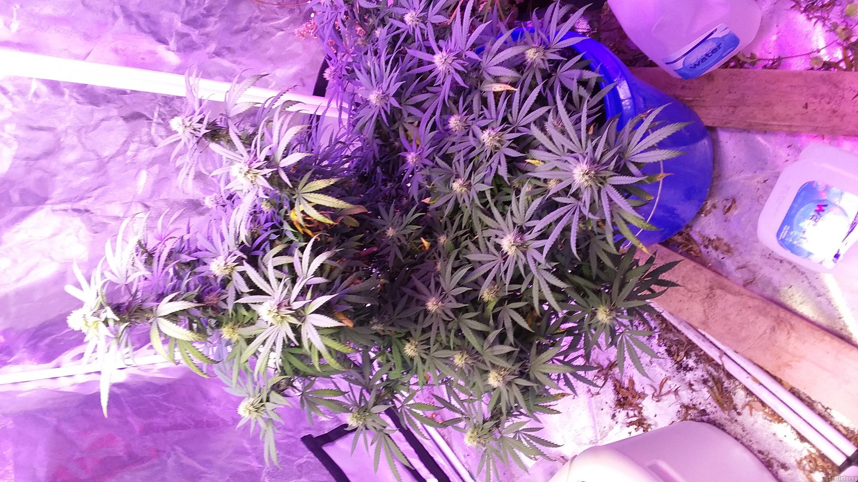 Grease Monkey