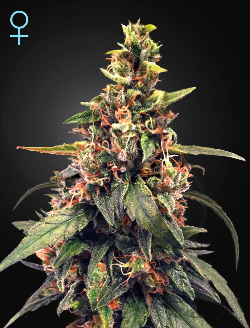 Great White Shark CBD
