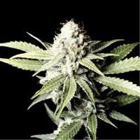 Great White Shark