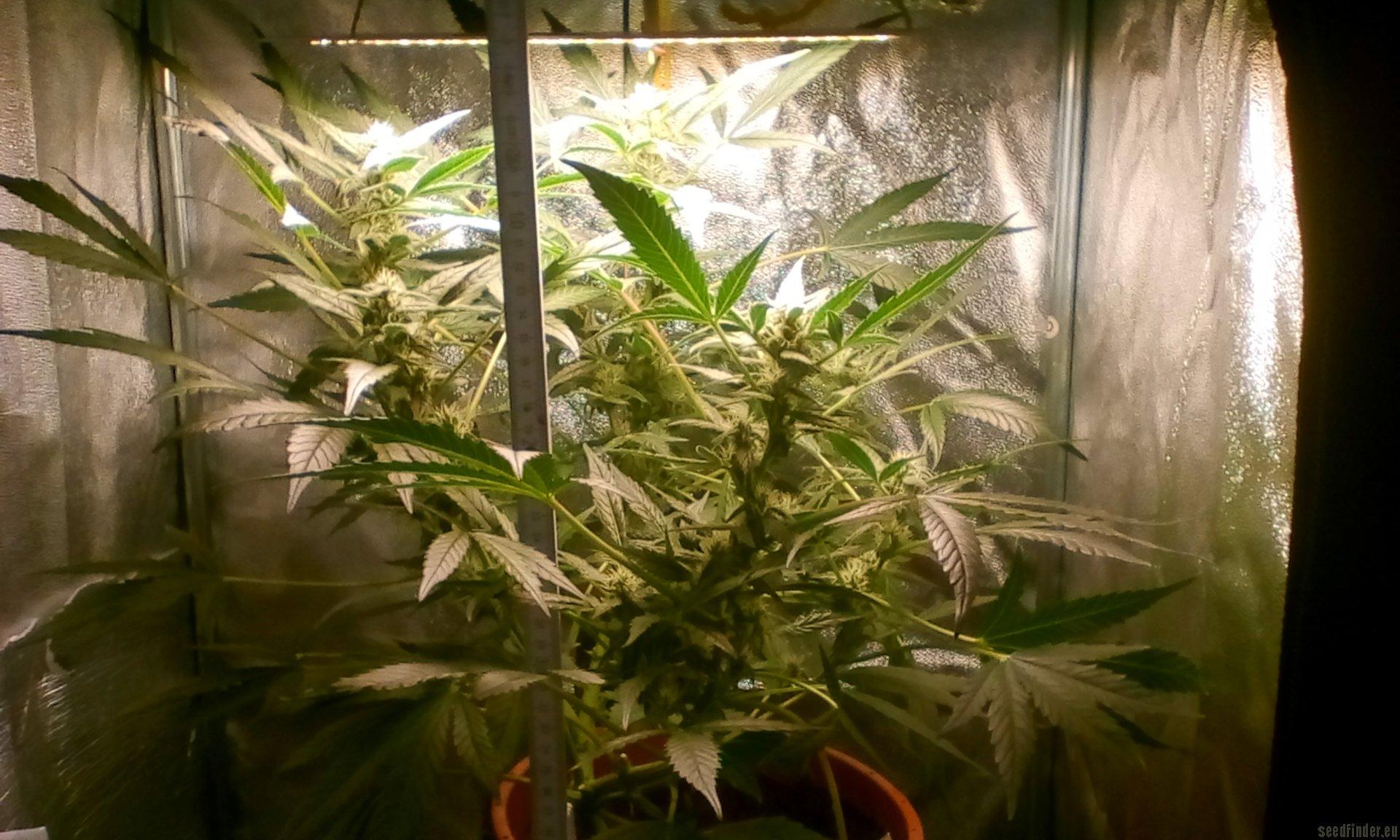 Green Gelato Automatic