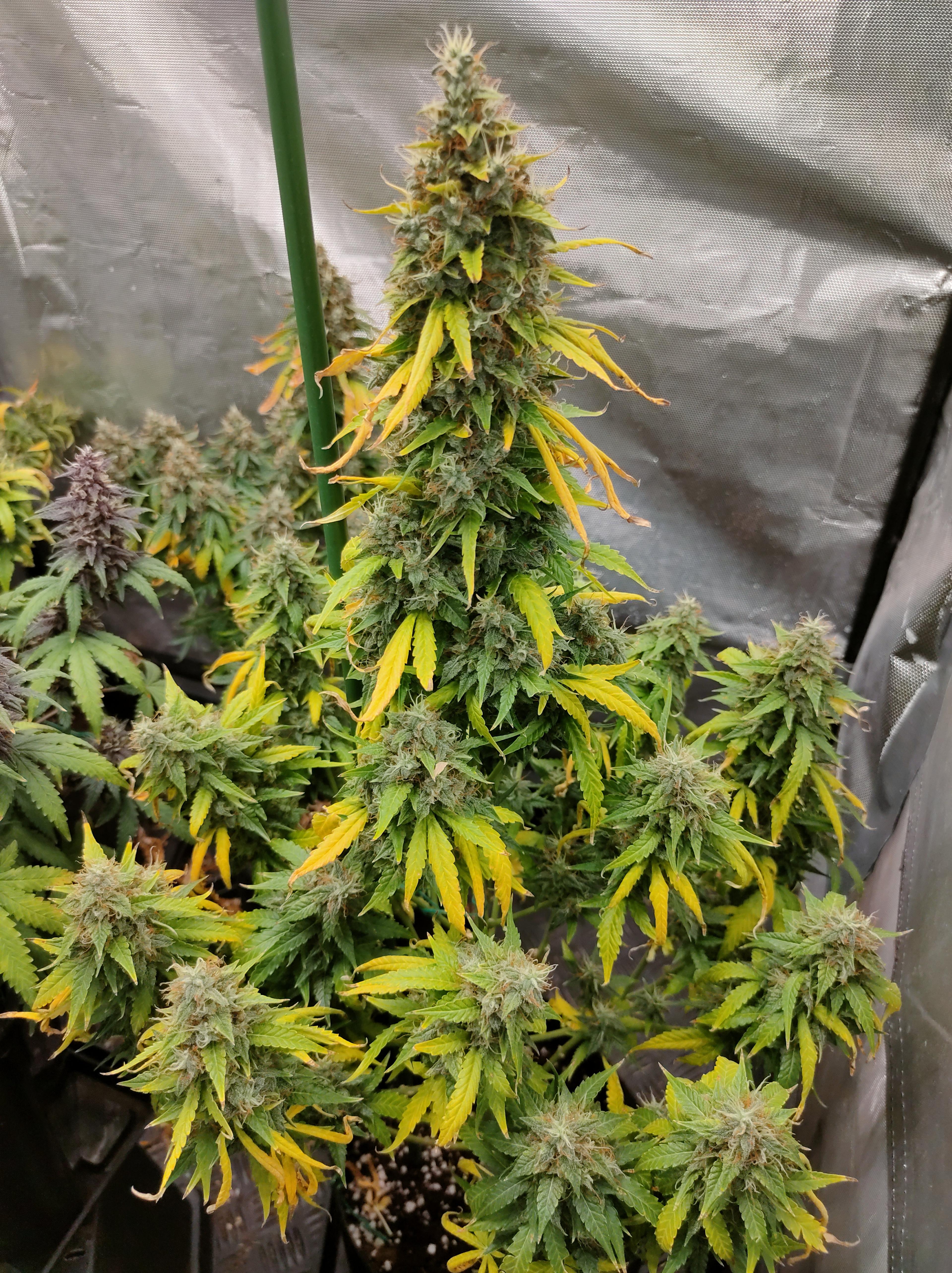 Green Poison XL Auto