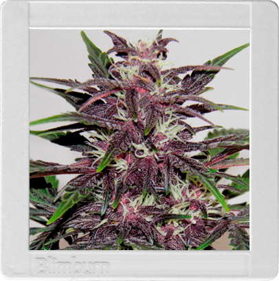 Grizzly Purple Kush