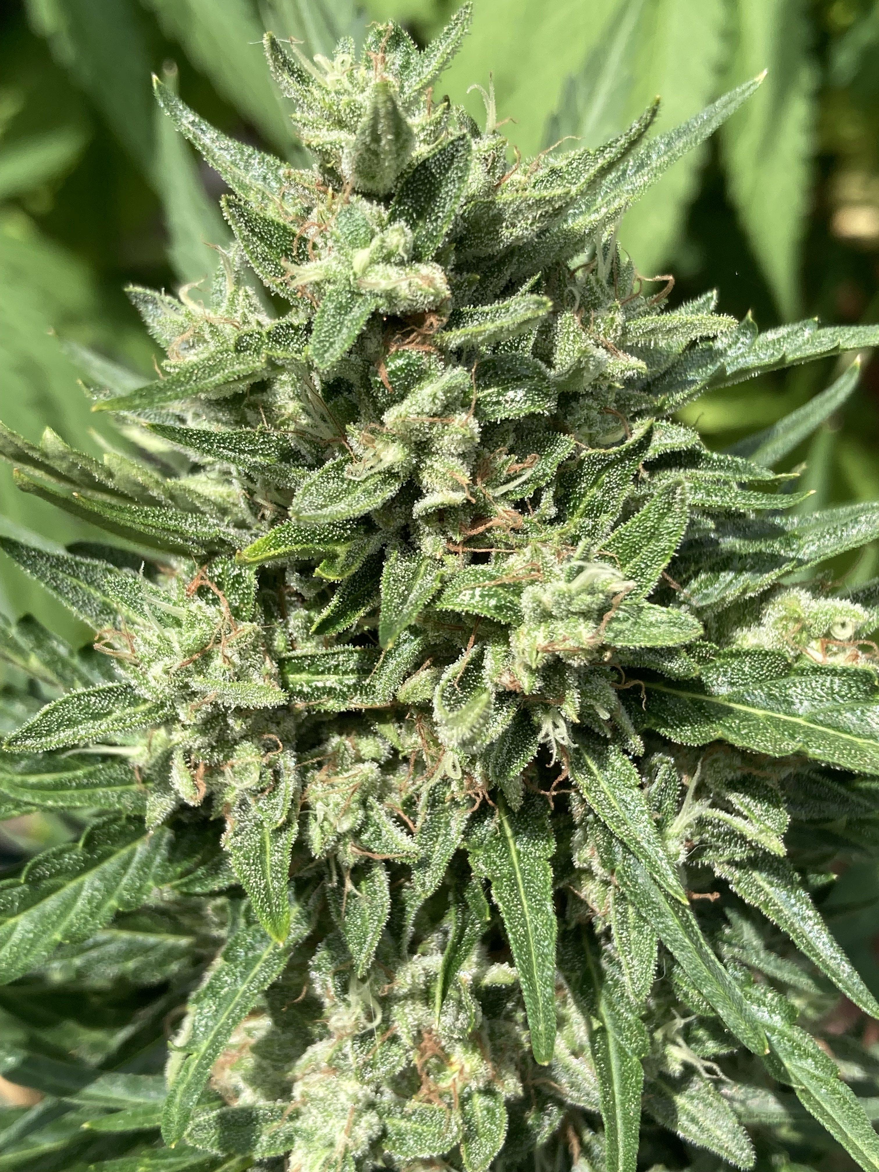 Guava x Gelato 41 Auto