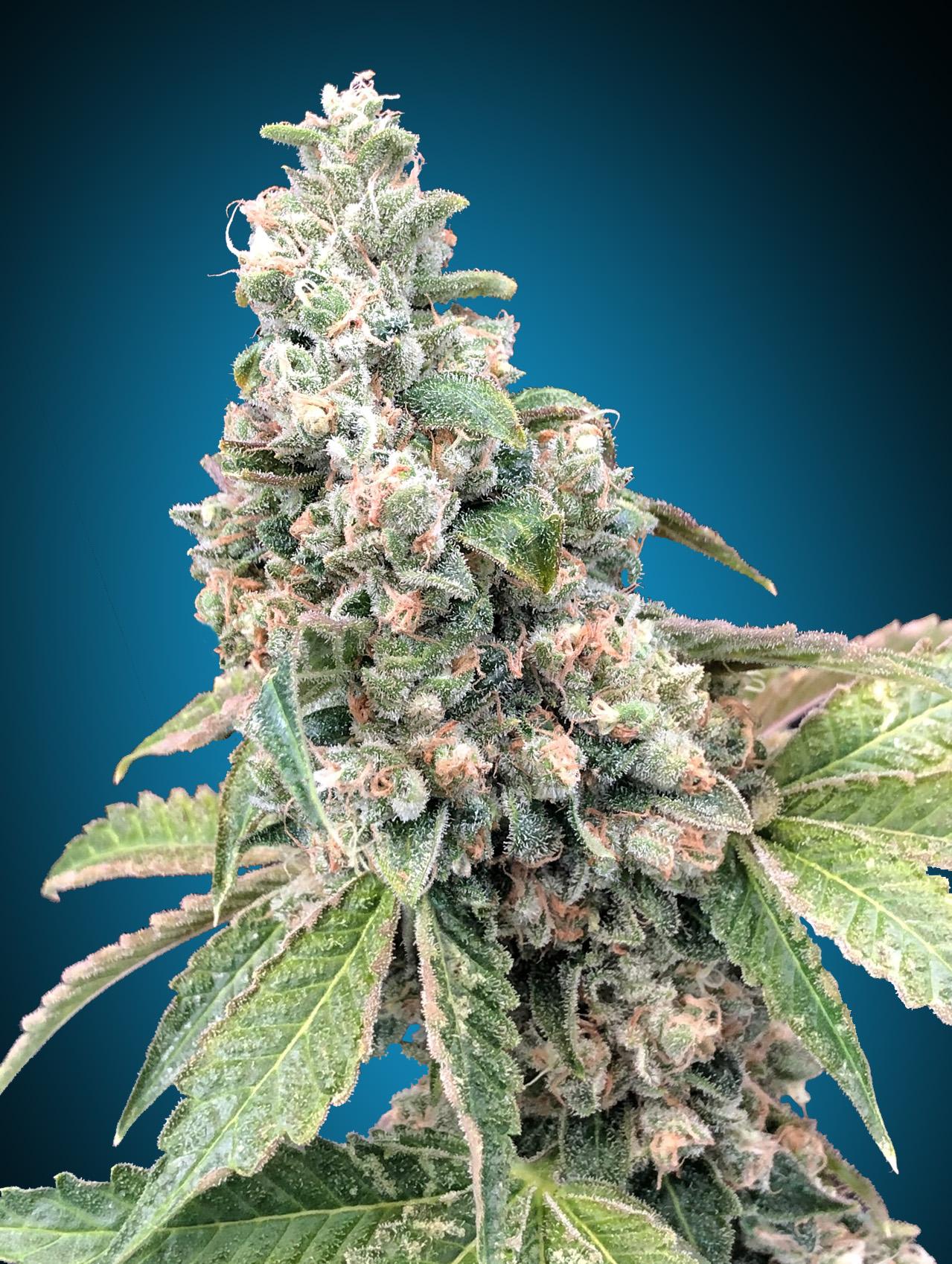 Harlequin CBD