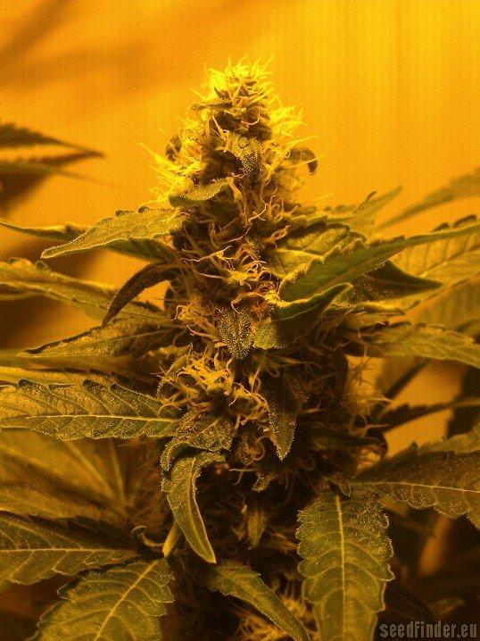 Haze Berry