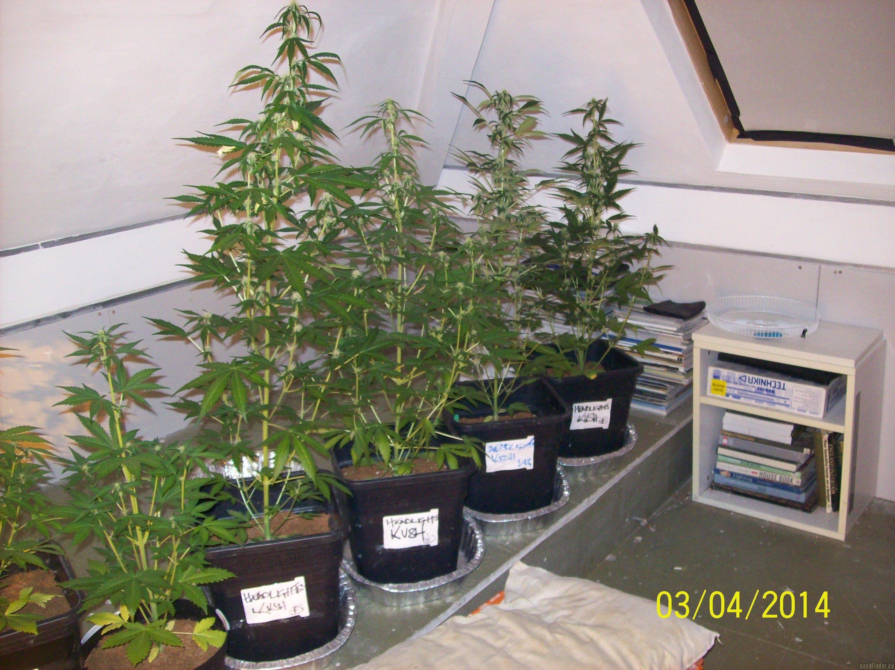 Headlights Kush Auto