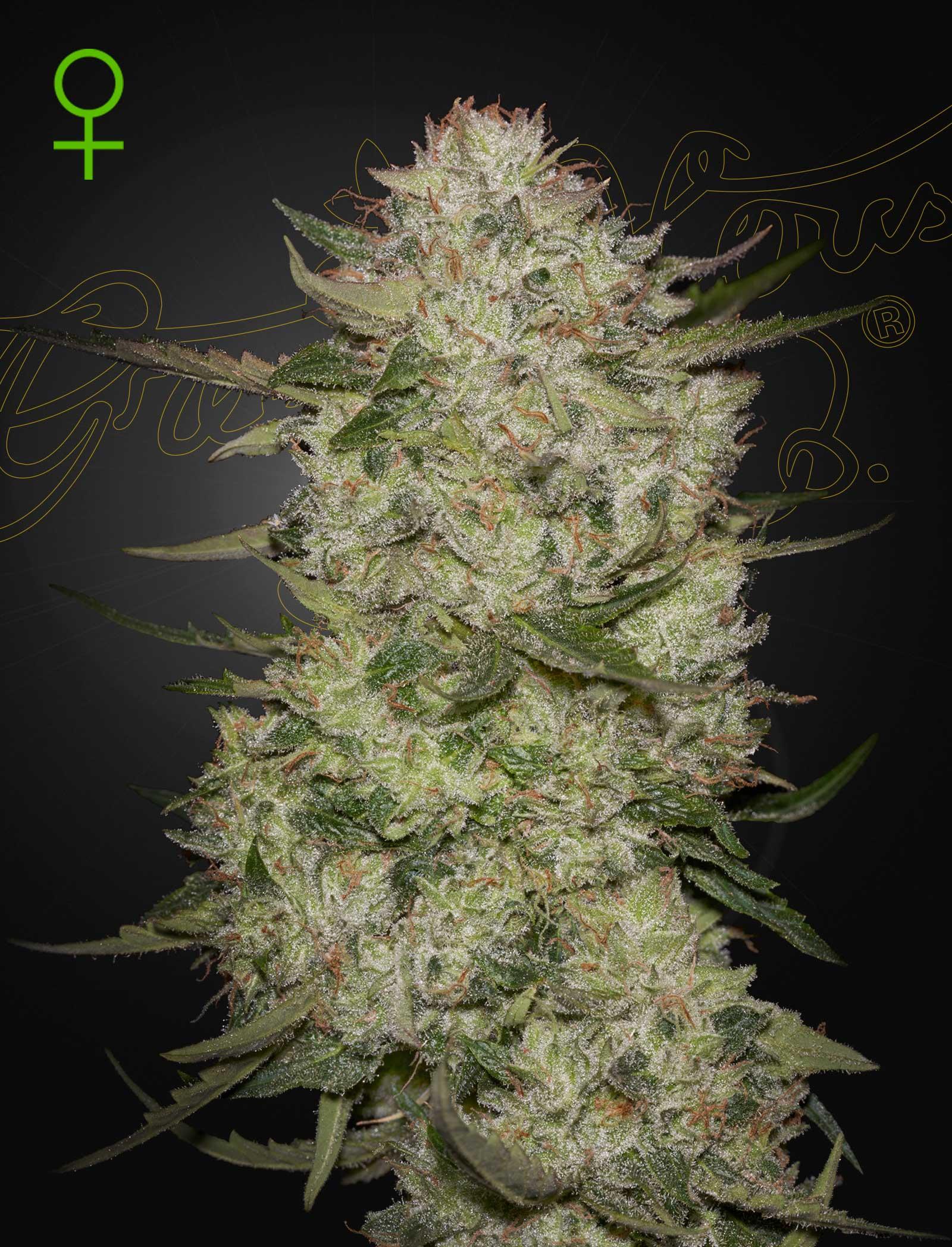 Highcloudz Auto