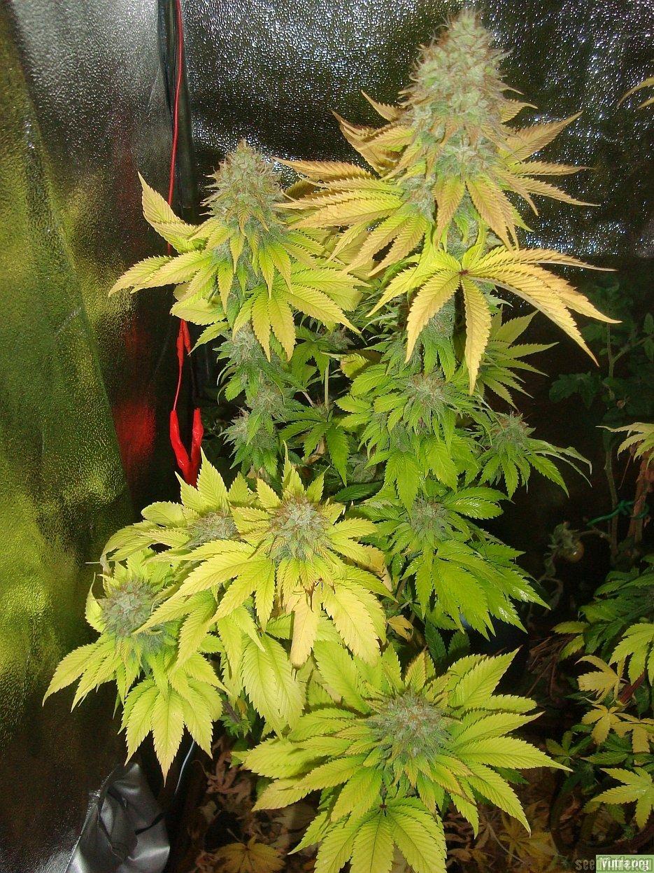 Himalayan Gold