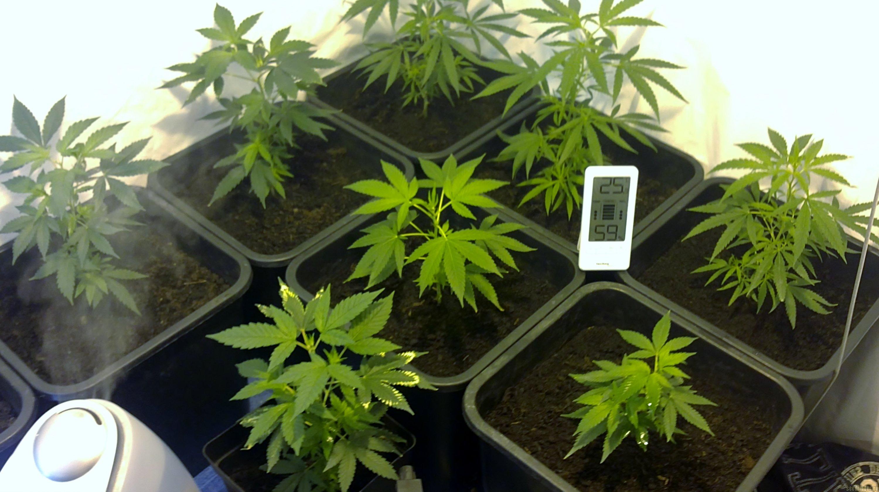 Hindu Kush