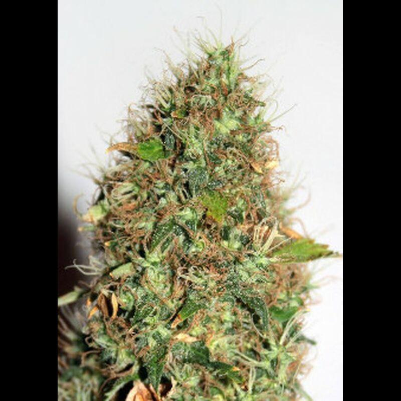 Hindu Kush Auto