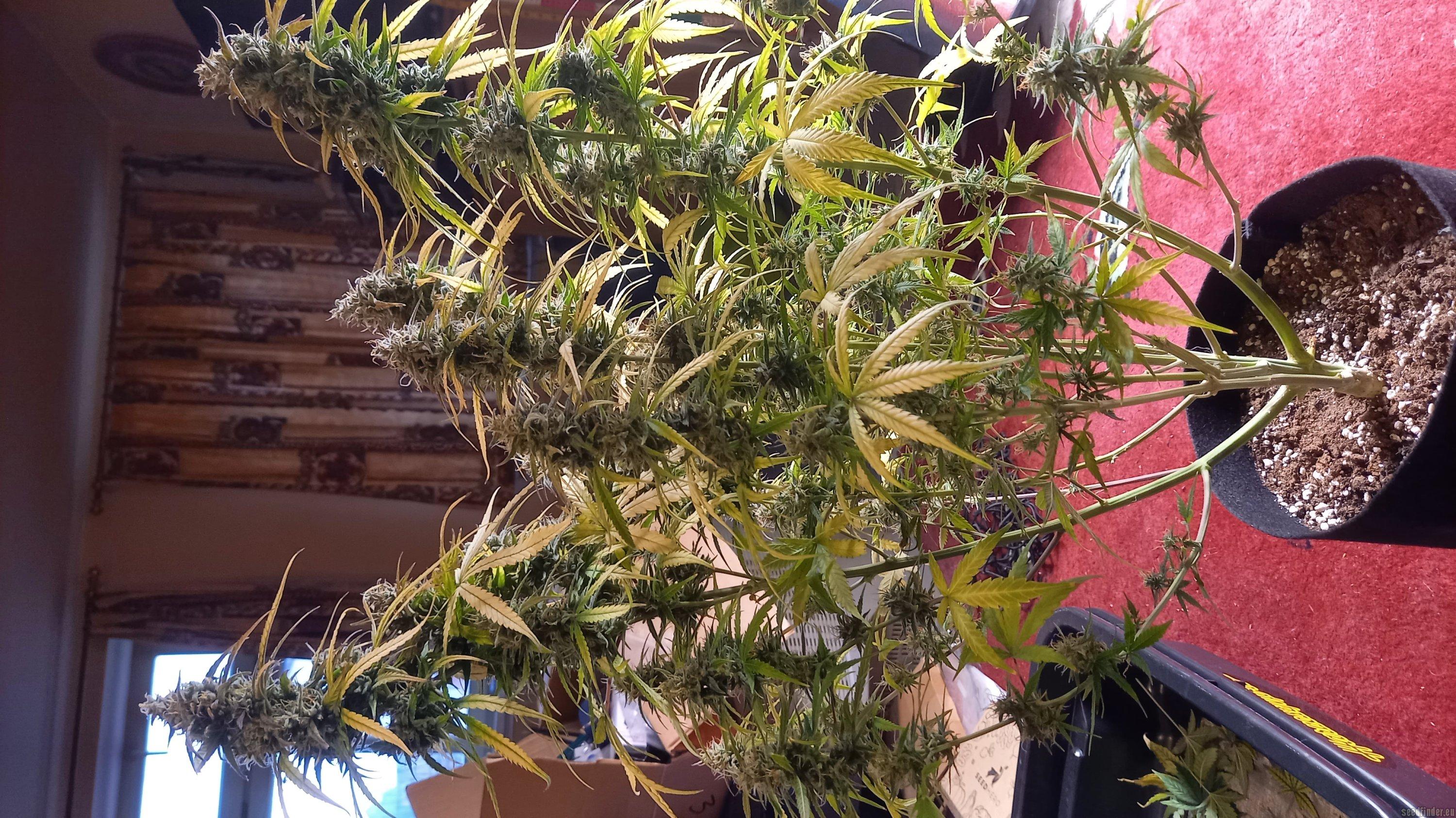 Honey Peach Auto CBD