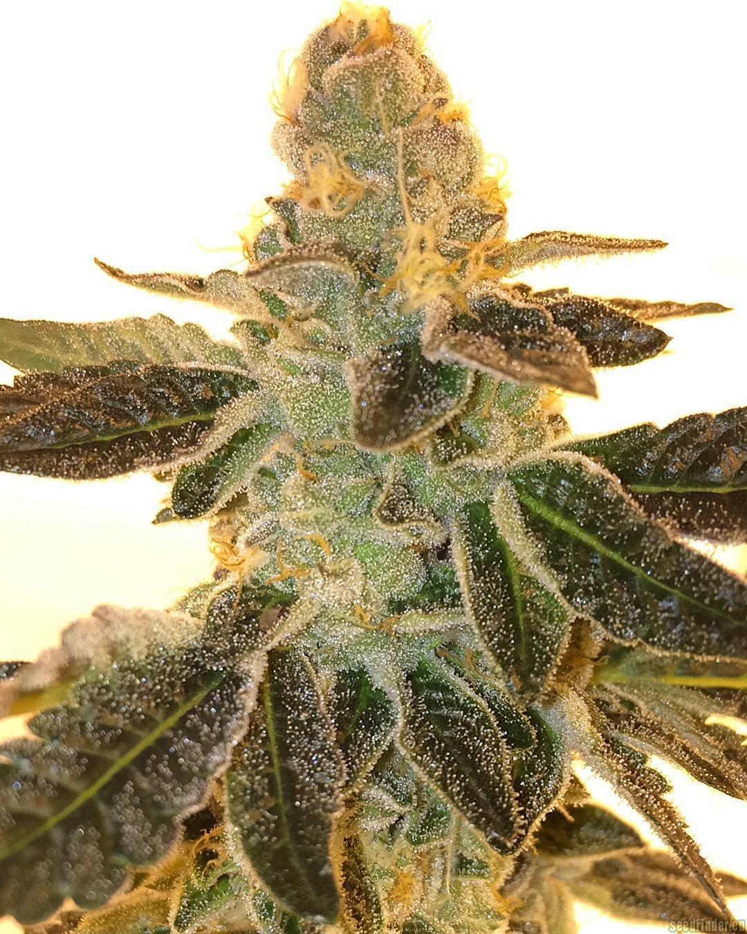 Honey Trees