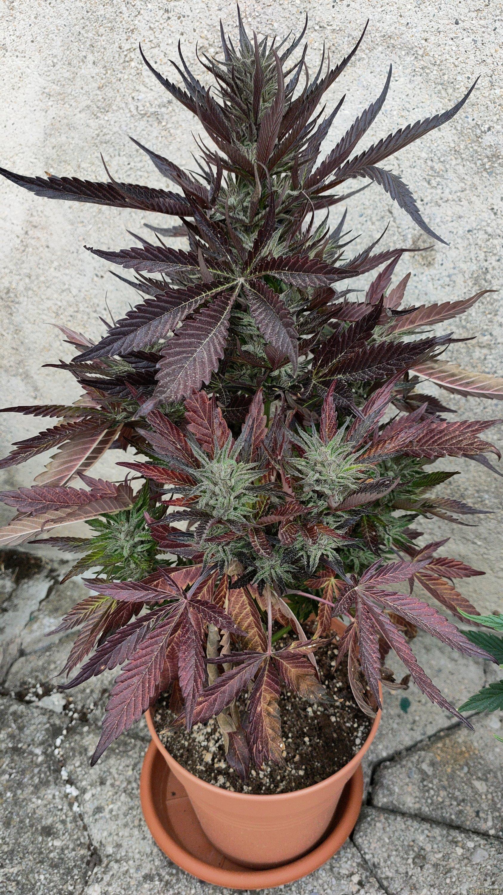 HulkBerry Automatic