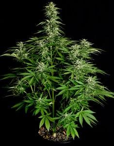 Hyperion F1 Auto