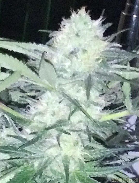 Ice Bomb