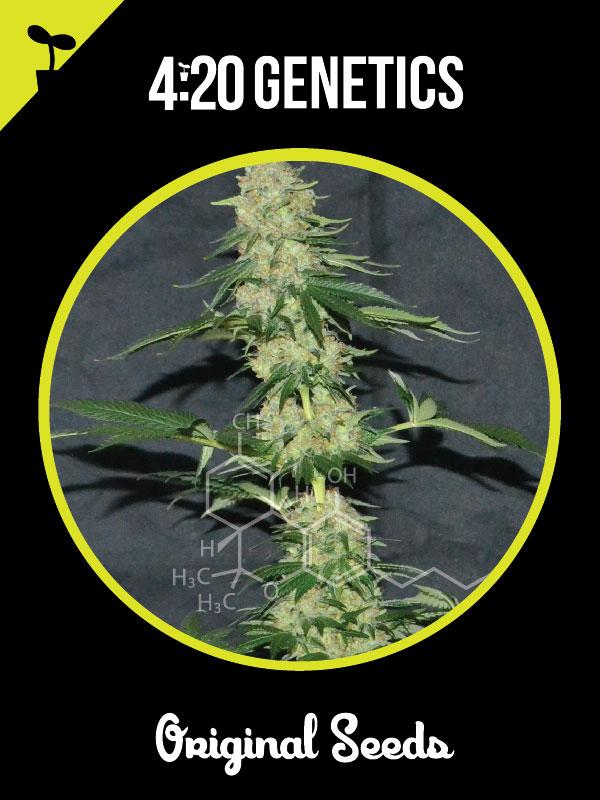 Jack Herer