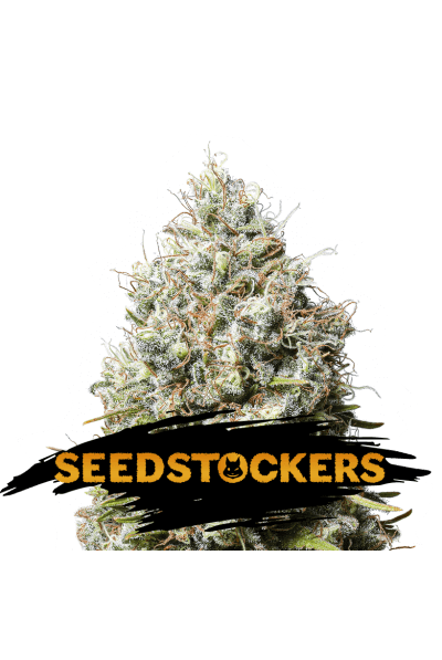 Jack Herer