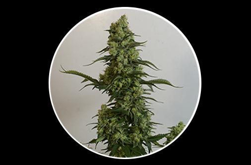 Jack Herer Auto