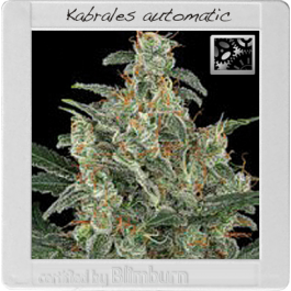 Kabrales Automatic
