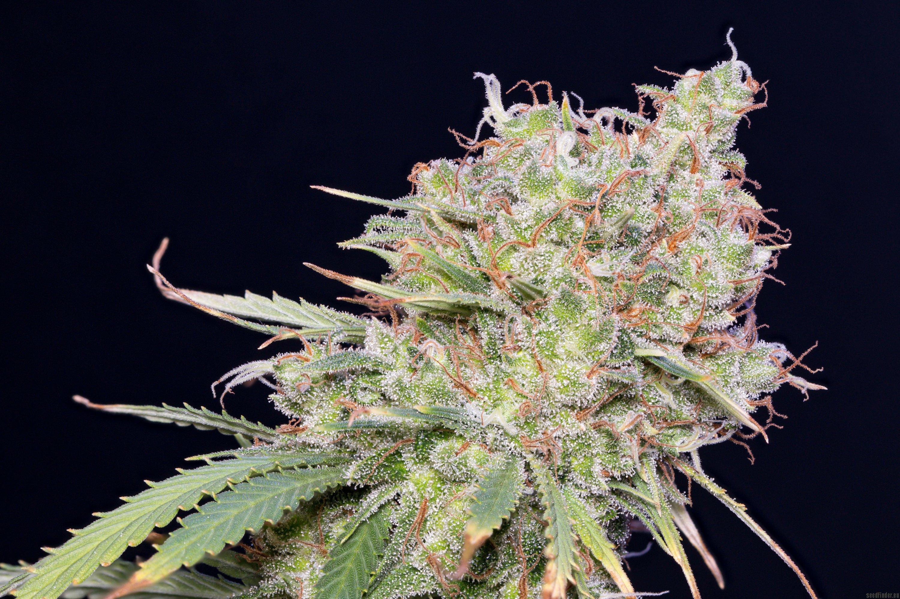 Killer A5 Haze