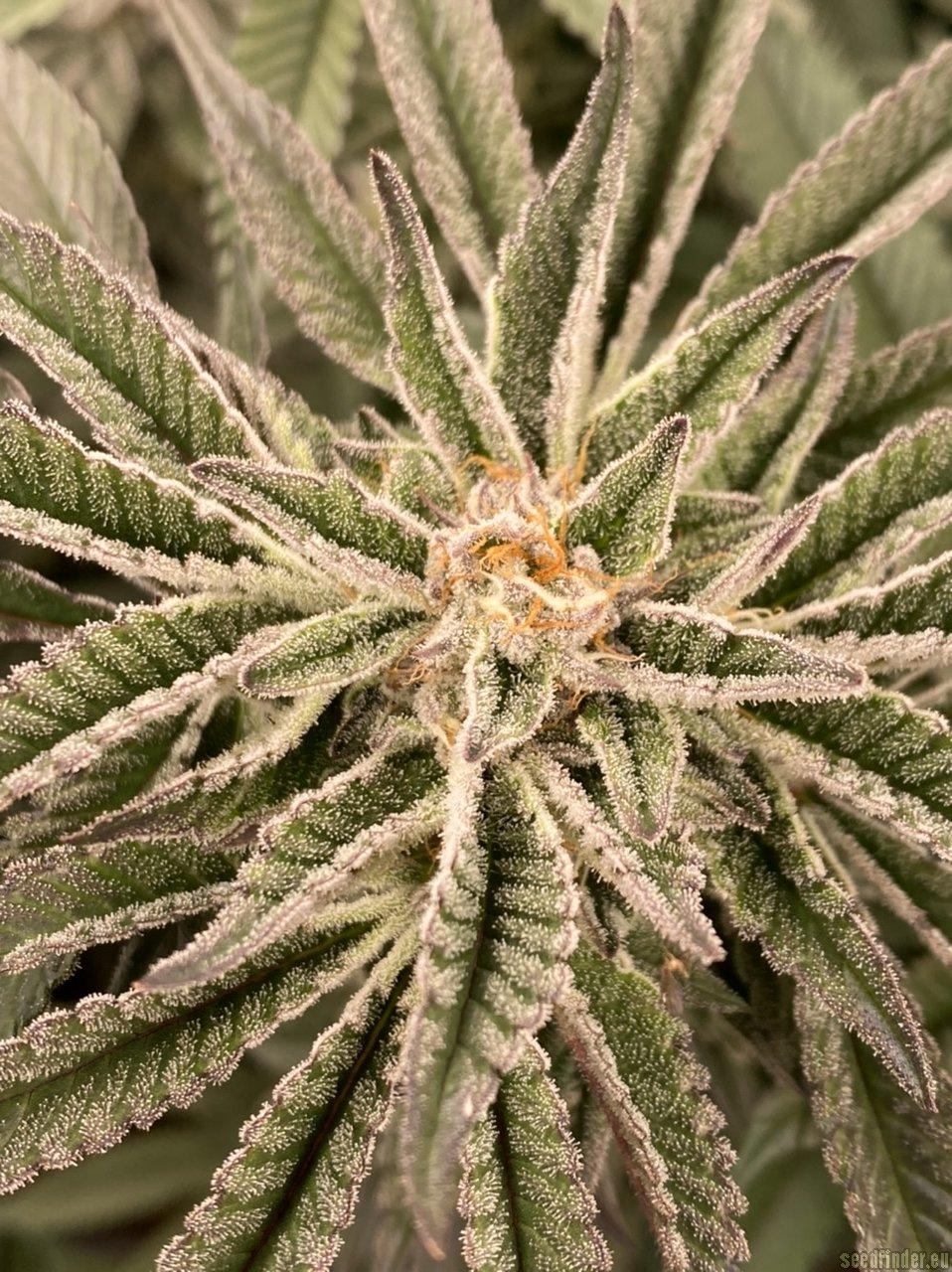 King's Juice Auto