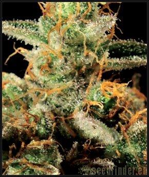 King’s Kush Auto
